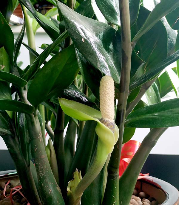 博皓金錢(qián)樹(shù)開(kāi)花了